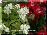 The white flower of the Spirea and red of a Meadowland Red Rose.